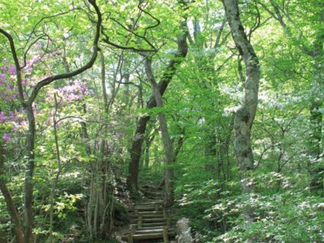 新甲子遊歩道の写真1