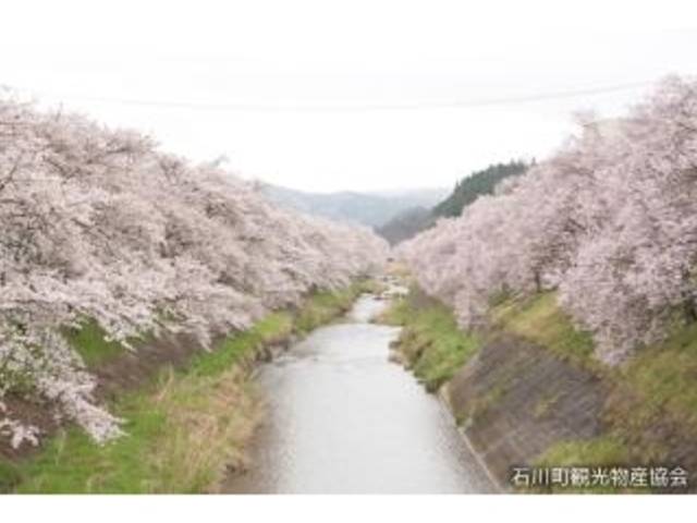 北須川・今出川の桜並木の写真1