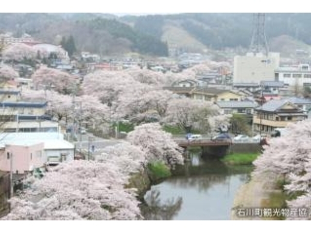 石川町 桜_いしかわ桜谷
