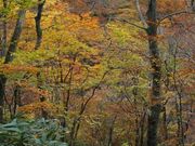 新甲子遊歩道の写真3