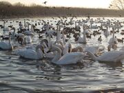 ガバ沼の白鳥の写真1