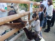 山古志アルパカ村の写真3