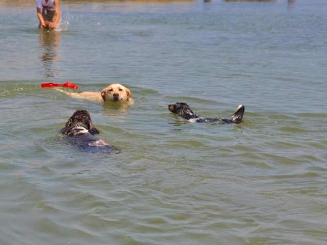 ドッグプールの写真1