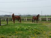 OK Ranchの写真2