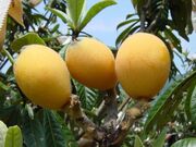 片山農園(びわ狩り)の写真1