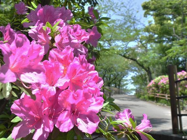 飛鳥山公園のツツジの写真1