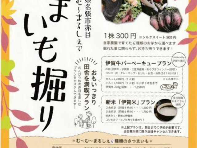 イモ掘り体験の写真1