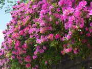 飛鳥山公園のツツジの写真2