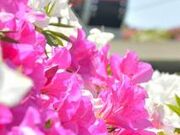 飛鳥山公園のツツジの写真3