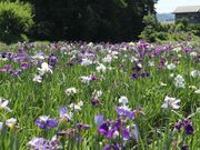 せせらぎの郷花菖蒲園の写真1