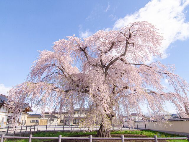 法亀寺 しだれ桜