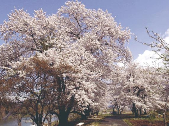小和滝公園の桜の写真1