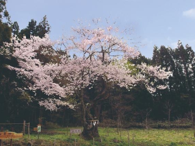 山王桜の写真1
