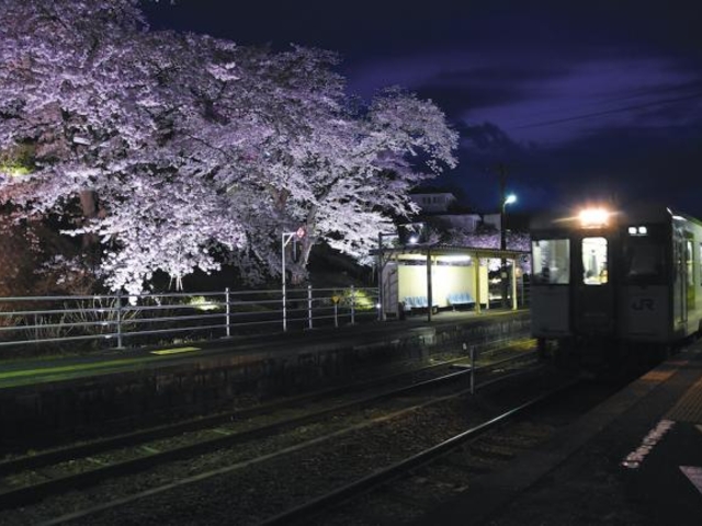 舞木駅の桜の写真1