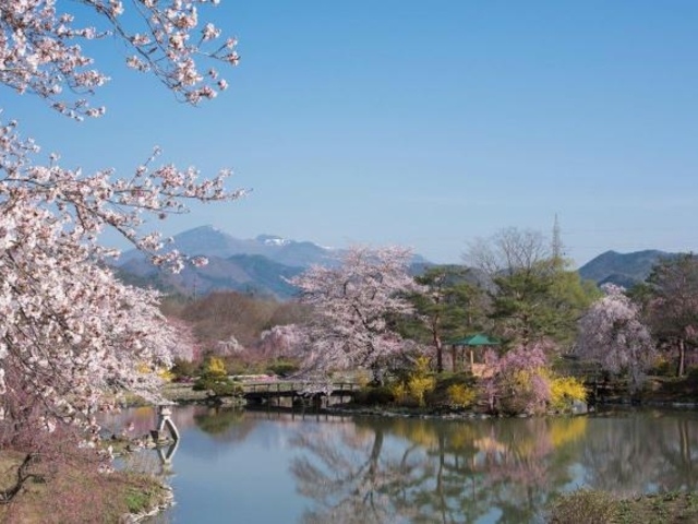 四季の里 緑水苑の桜の写真1