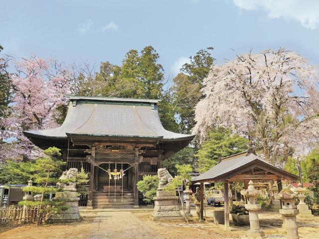 田村神社の桜の写真1