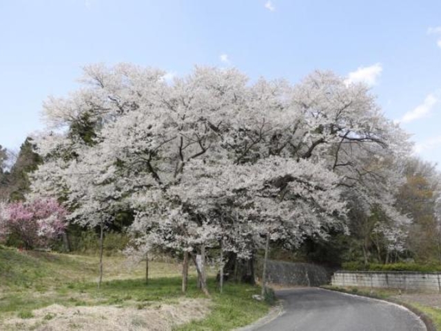 弥明の桜の写真1