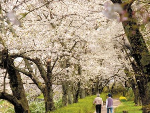 笹原川の桜並木・ふれあい色彩桜_笹原川の桜並木・ふれあい色彩桜