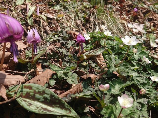 筑波山かたくりの花の写真1