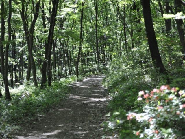 石坂の森の写真1
