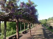 若林公園の写真1