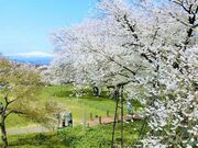 お達磨の桜公園の写真2