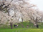 お達磨の桜公園の写真3