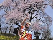 天神夫婦桜の写真1
