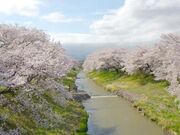 藤田川ふれあい桜の写真1