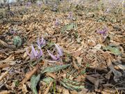 筑波山かたくりの花の写真2