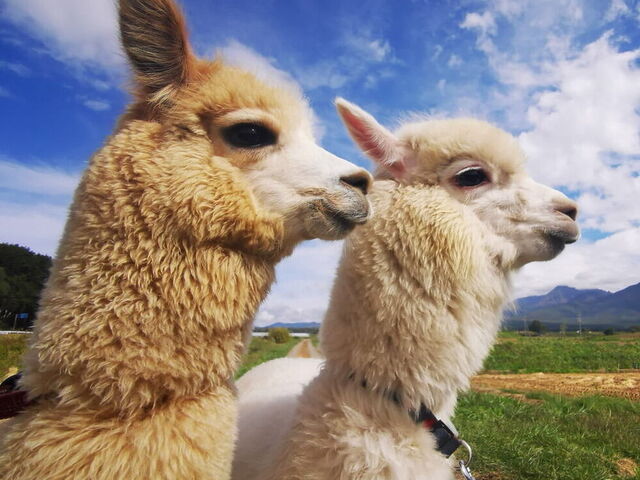 八ヶ岳アルパカ牧場の写真1