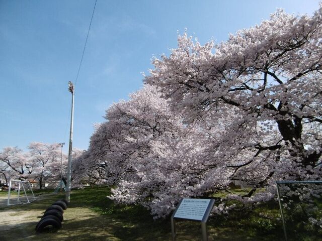 日本一の学校桜(高森南小学校)の写真1