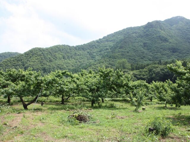 雁田山の写真1