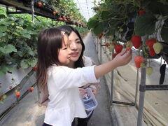 こもろ布引いちご園の写真1