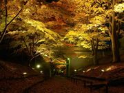 上田城の紅葉の写真2