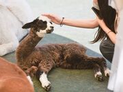 八ヶ岳アルパカ牧場の写真3