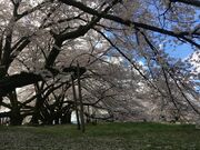 日本一の学校桜(高森南小学校)の写真2