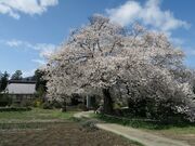 松源寺のエドヒガンの写真2