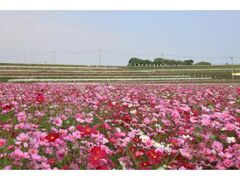 三光コスモス園の写真1