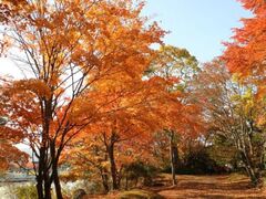 大沼国定公園の紅葉の写真1