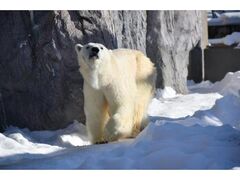 旭山動物園冬期開園の写真1