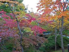 函館公園の紅葉の写真1