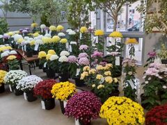 豊平公園 菊花展の写真1
