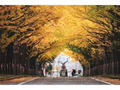 北海道大学イチョウ並木の写真1