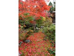 梅村庭園・梅雲亭の紅葉の写真1