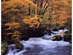 奥入瀬渓流の紅葉の写真1