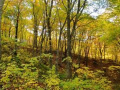 白神山地の紅葉の写真1