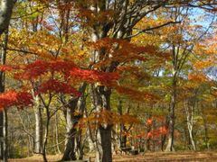 川内川渓谷の紅葉の写真1