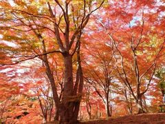 市民の森不習岳の紅葉の写真1