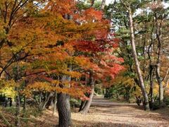 小岩井農場の紅葉の写真1